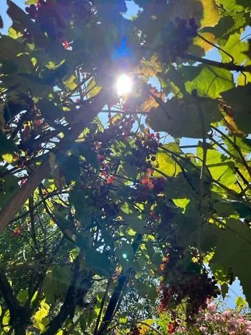 Prázdninový dům Kirchhof *